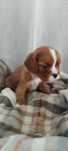 Samiec cavalier king charles spaniel