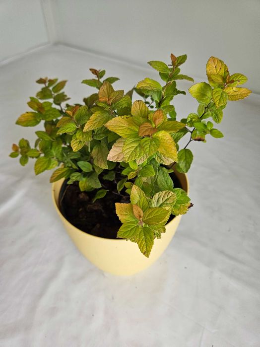 Tawuła japońska Golden Prince 30cm C2 – ozdobny krzew + nawóz gratis