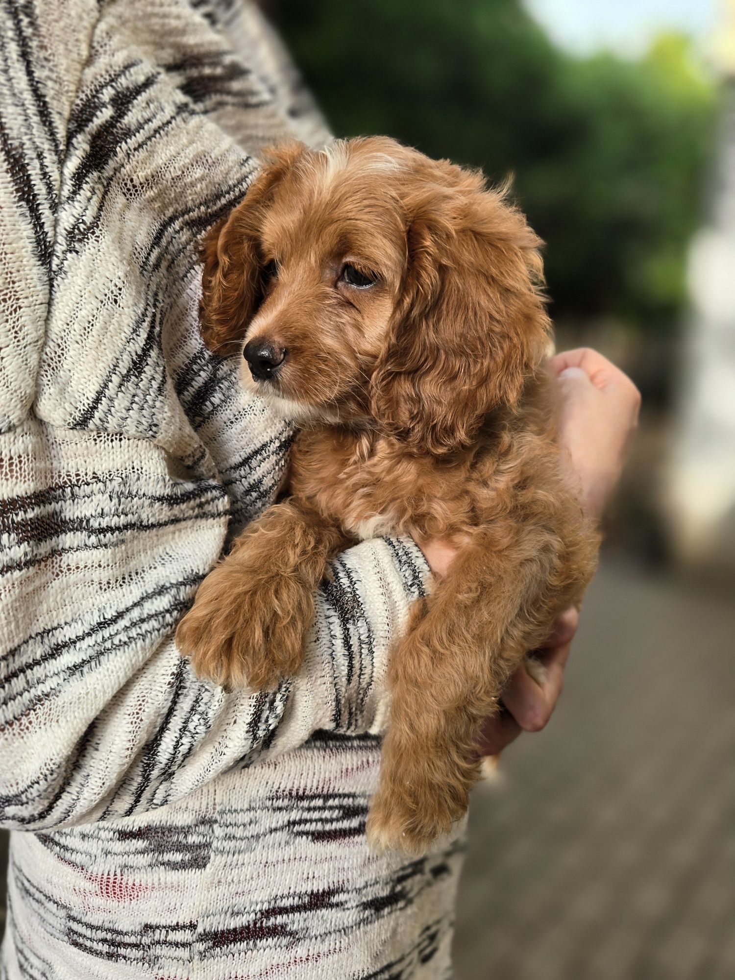 Cockapoo / dziewczynka