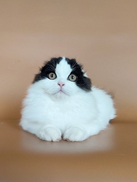 Котик фолд з чудовими вушками