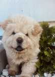 Chow chow do rezerwacji
