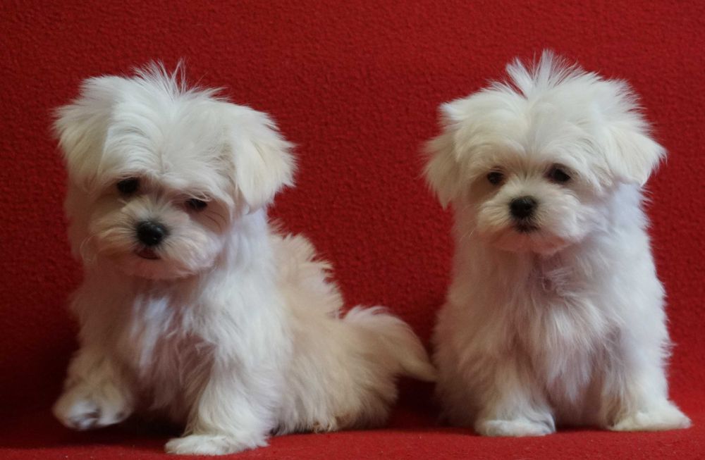 Maltańczyk szczeniak piesek