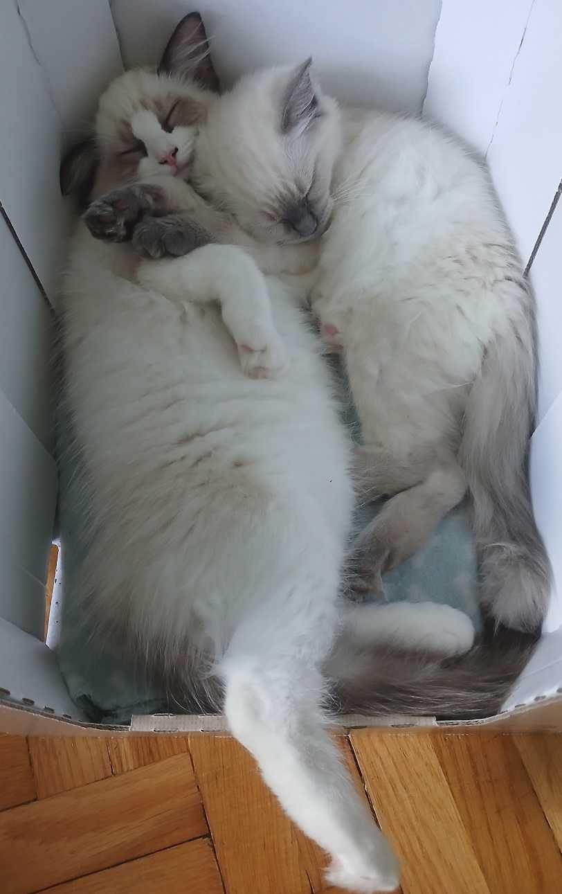 Ragdoll - dziewczynka Blue Point z domowej hodowli FIFe
