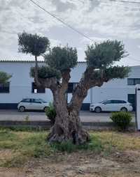 Oliveira Centenária Bonsai »»» must-have for landscape architecture!