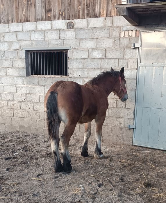 Ogierek zimnokrwisty 6 miesięcy.