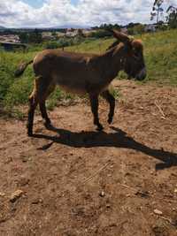 Burrinho com 8 meses