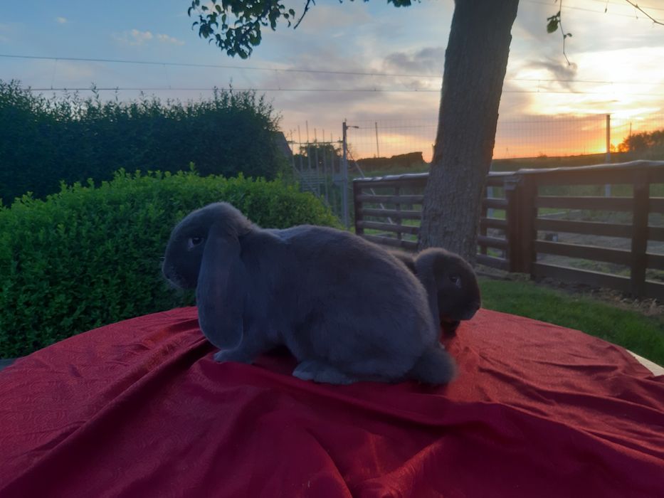 Francuski baran niebieski