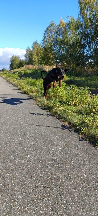 Newton po Championie stabilny, inteligentny, bdb rodowód (FCI) ZKwP