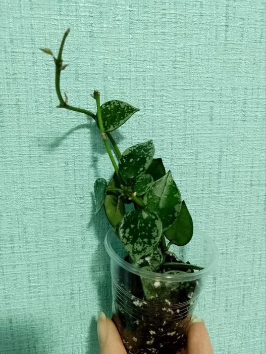 Хойя Крохніана Сплеш