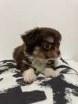 Chihuahua Femea mini Chocolate