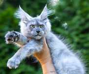 Cudowny chłopak maine coon