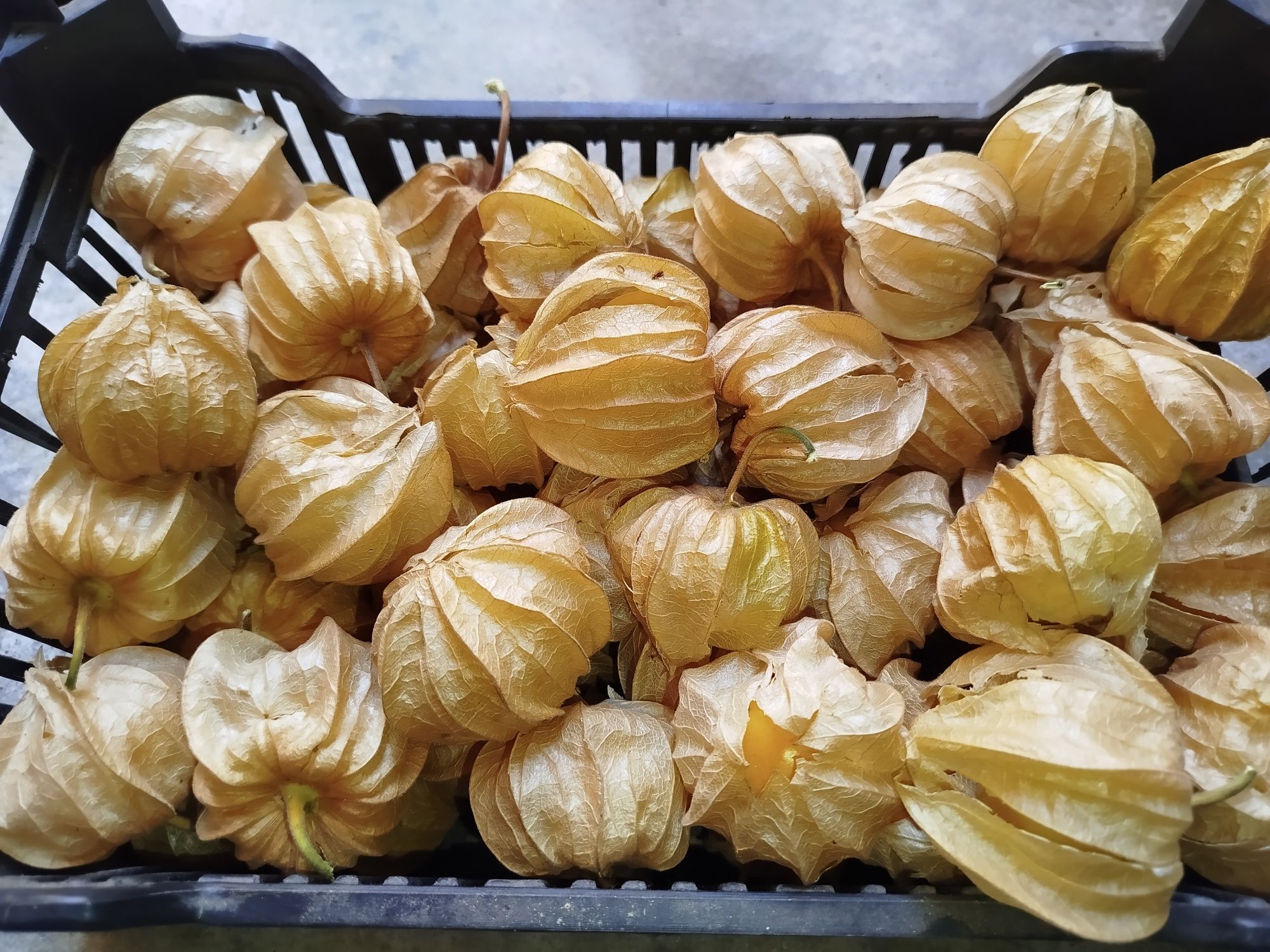 Physalis SEM QUÍMICOS