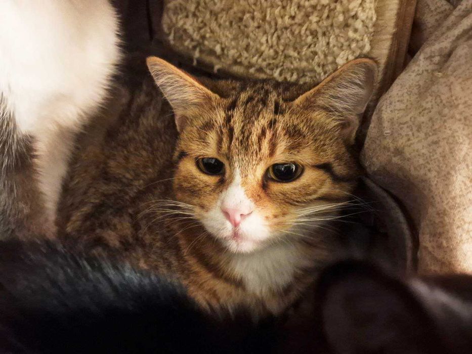 Дуже мила чарівна киця Моніка шукає дім 1 р стерилізована кішка кошка