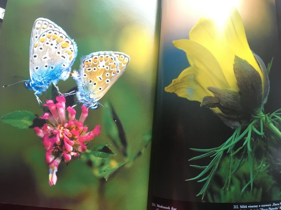 Album Natura województwa kujawsko -pomorskiego TANIO Prezent
