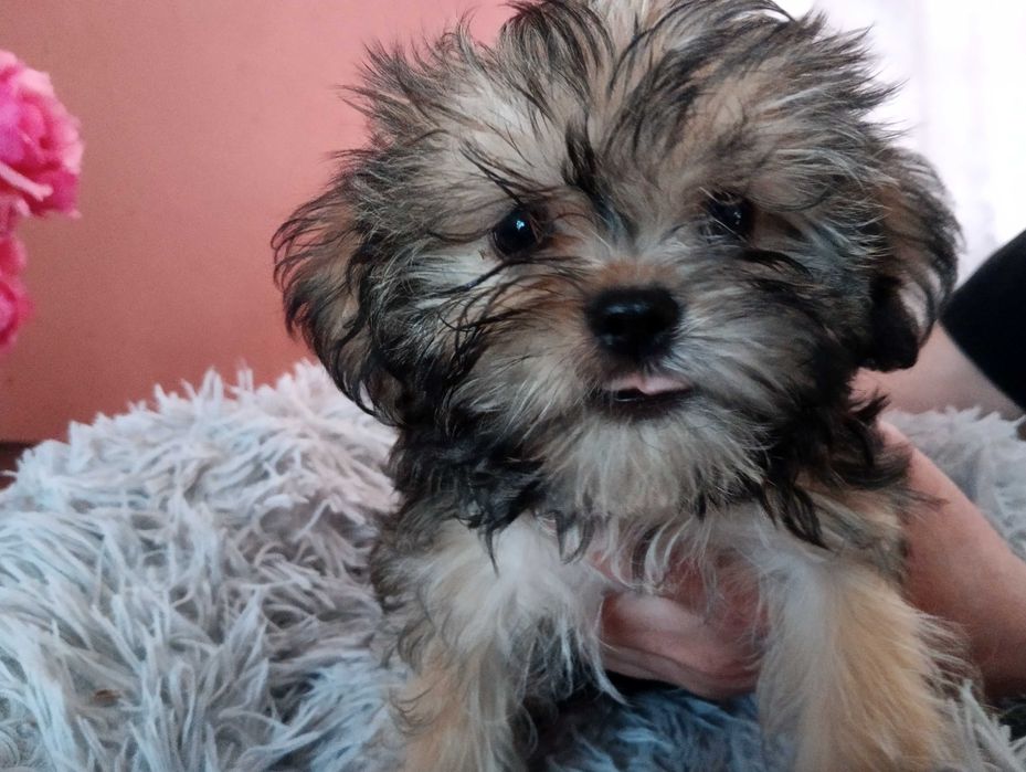 Piękny piesek Shorkie, hybryda Shih Tzu Jork
