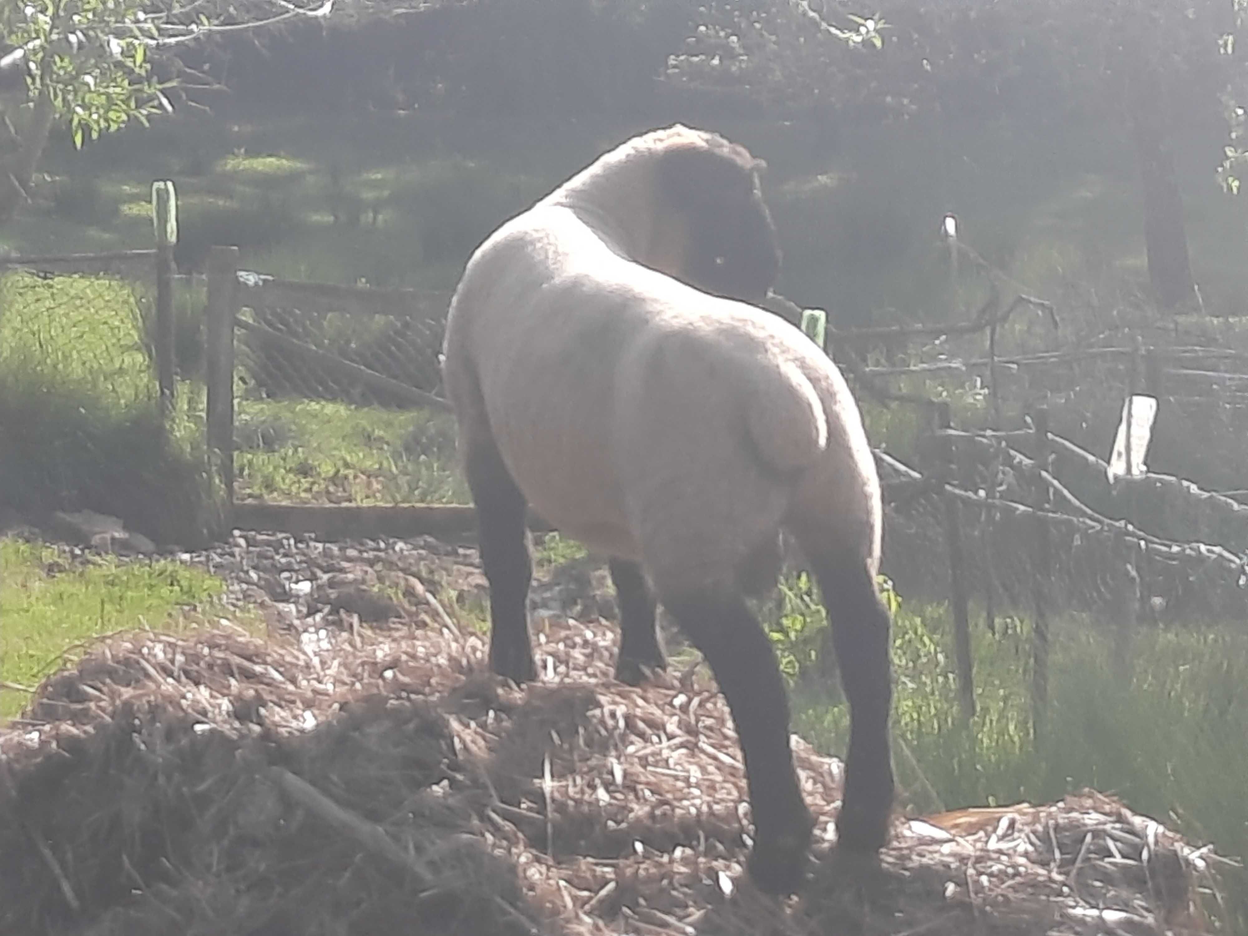 Vendo borregos Suffolk