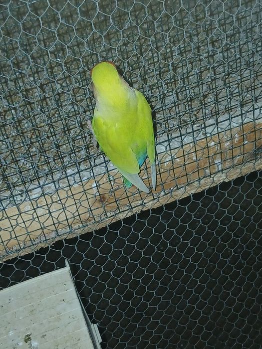 Agapornis para venda