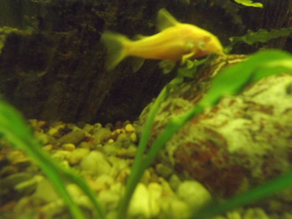 Kirysek albinos -niestrudzony poszukiwacz