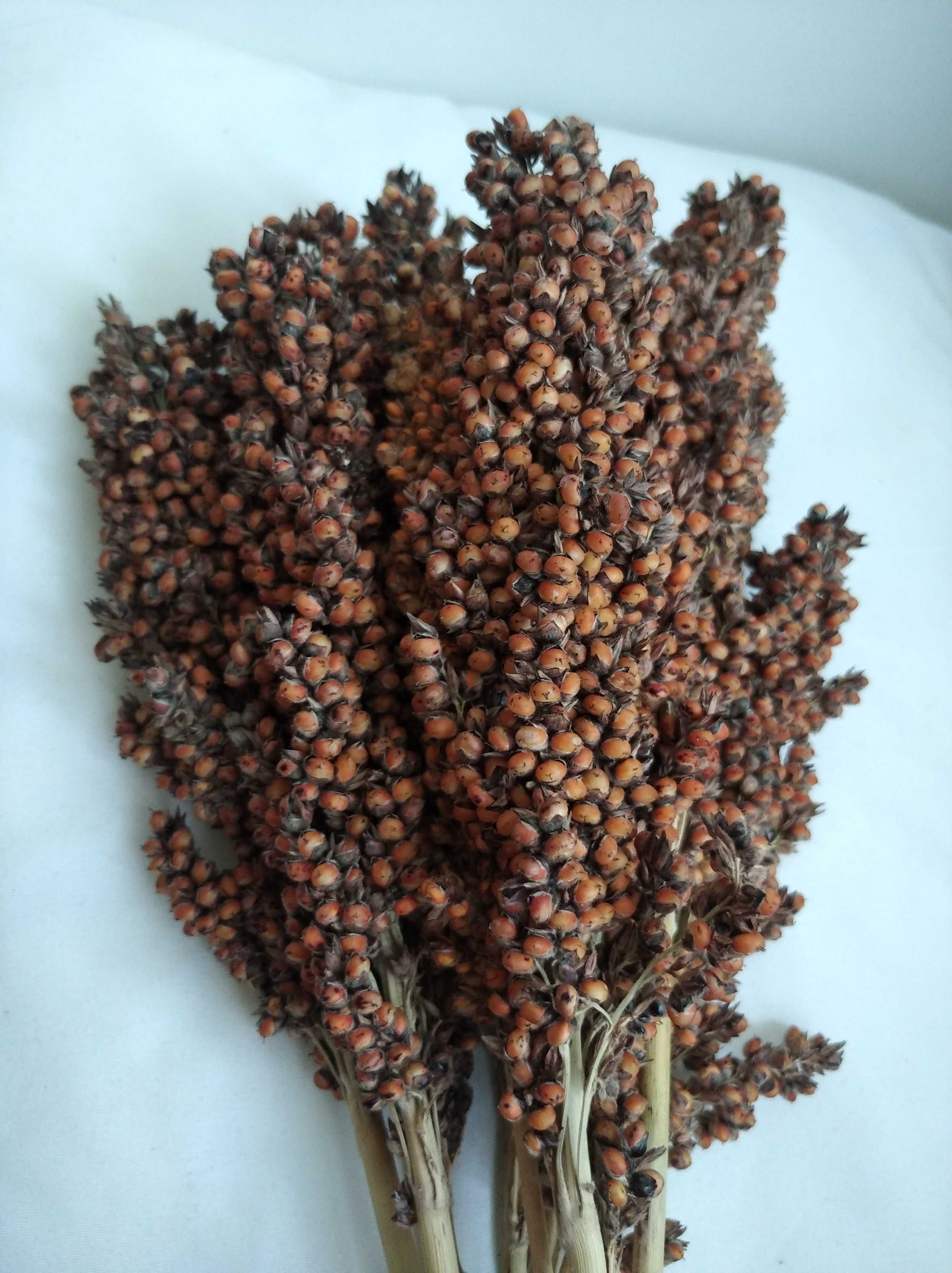 Sorgo karma dla gryzoni, kur, papug, przepiórek, gołębi, przepiórek