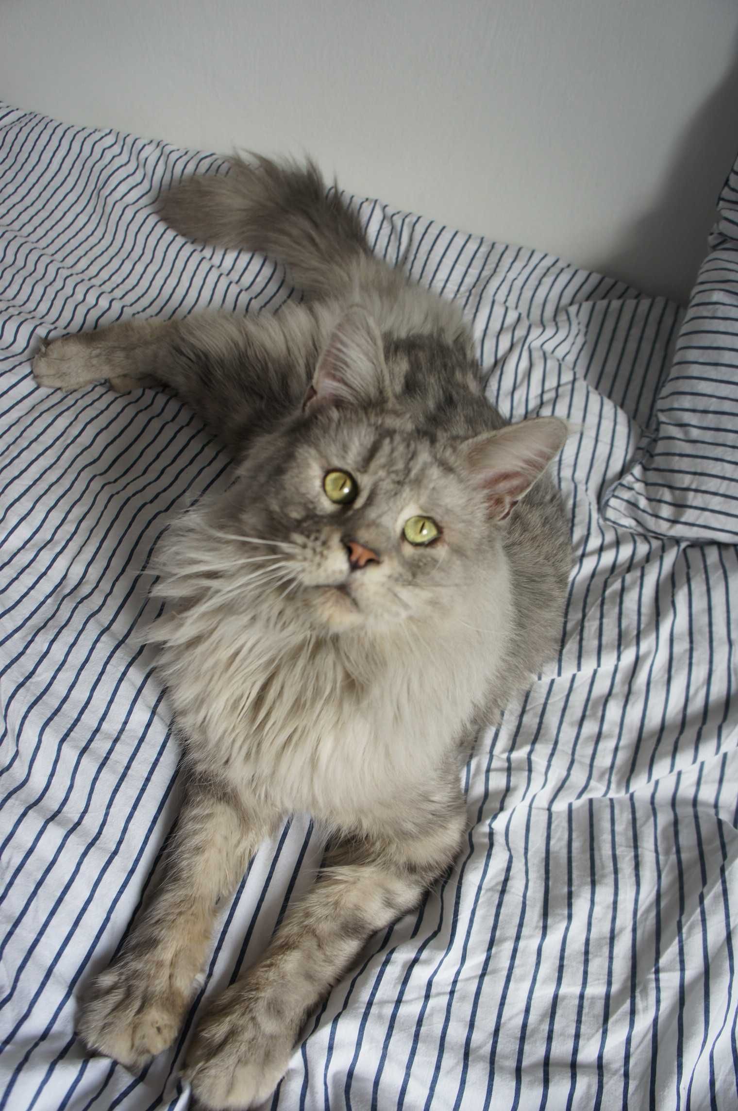 Maine Coon  - WIELKA -  FPL/ FIFE/WCC  - ojciec shaded zarezerwowana