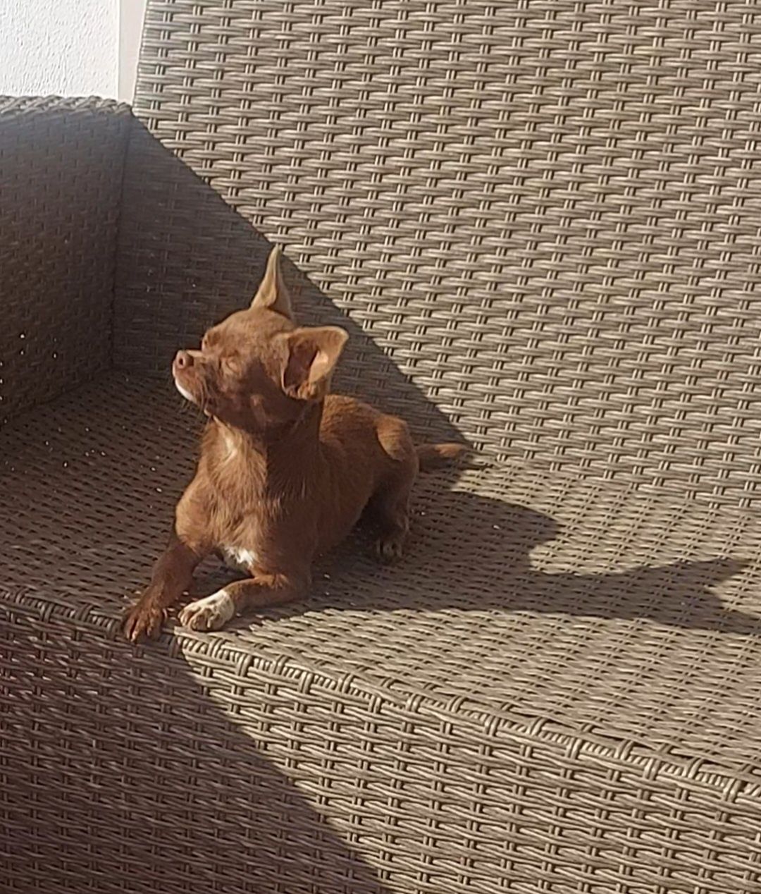 Chihuahua Fêmea  com Lop
