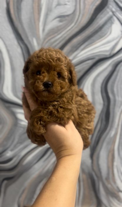 Супер мини той пудель тикап