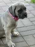 Cane corso dziewczynka