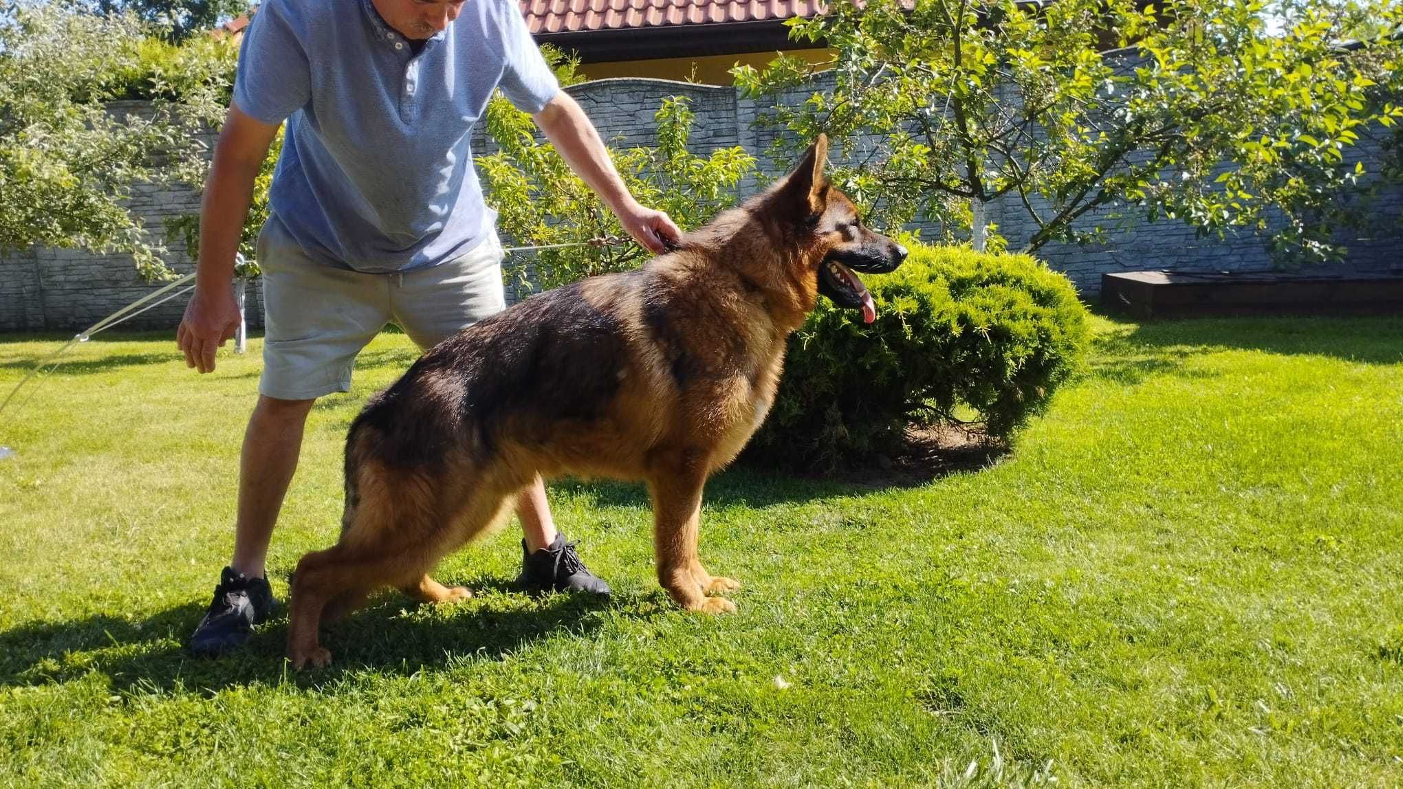 Owczarek Niemiecki FCI ZKwP
