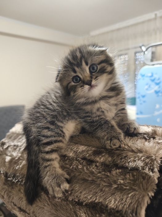 Gatinho Scottish Fold