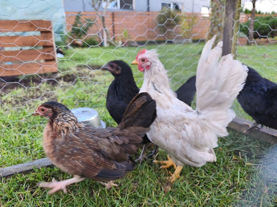 Młode Kury liliput/ kogut liliput sułtan