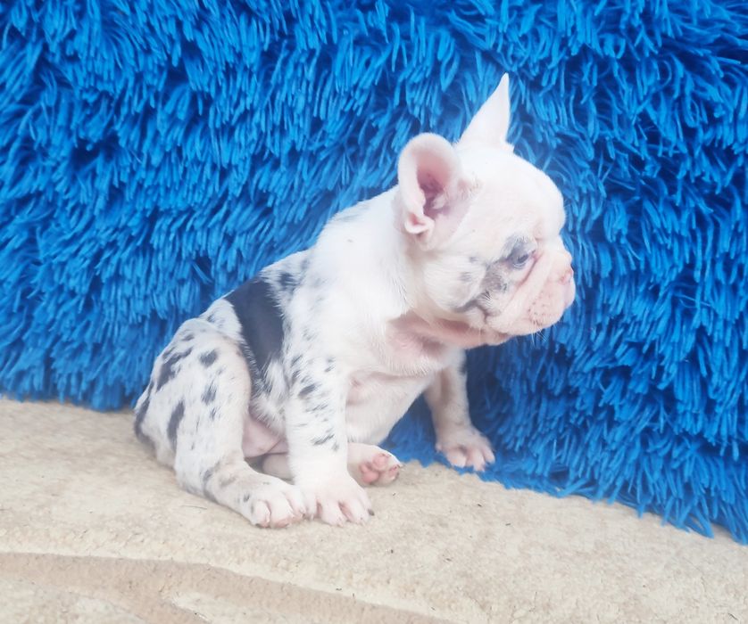 Шикарные девочки франузский бульдог