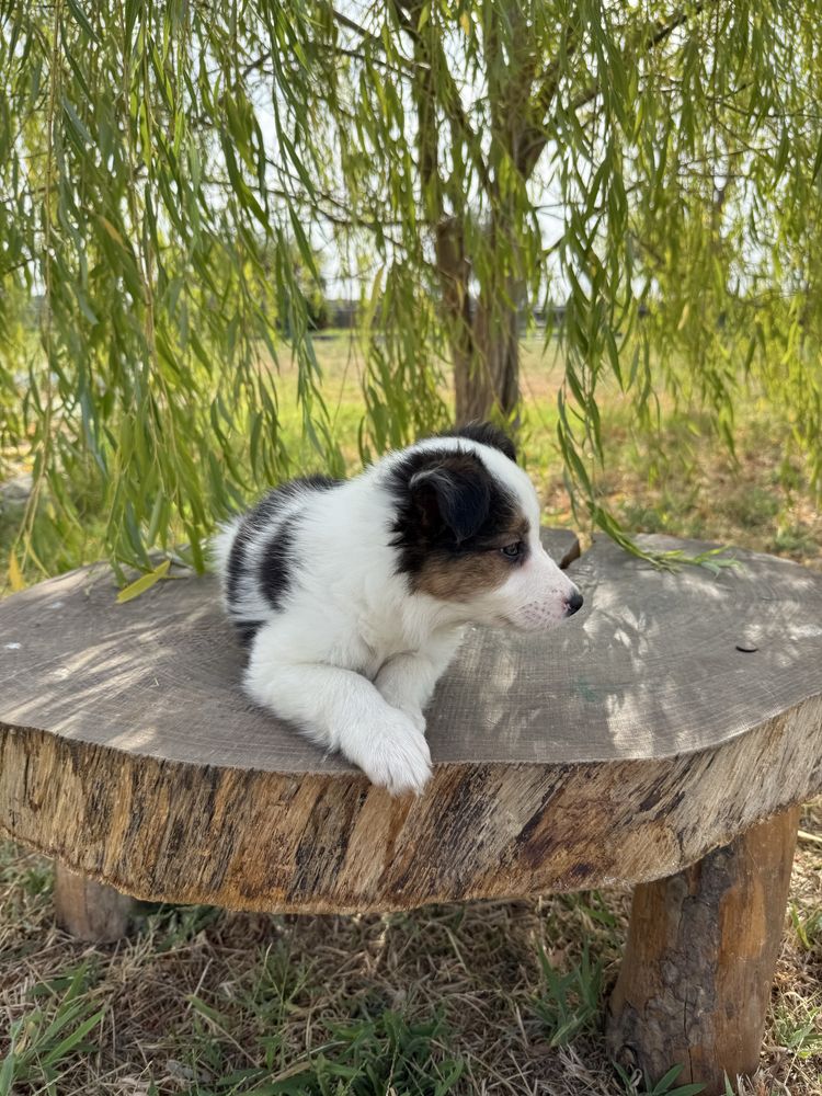 Border Collie Macho Tricolor