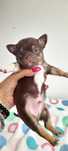 Chihuahua macho chocolate