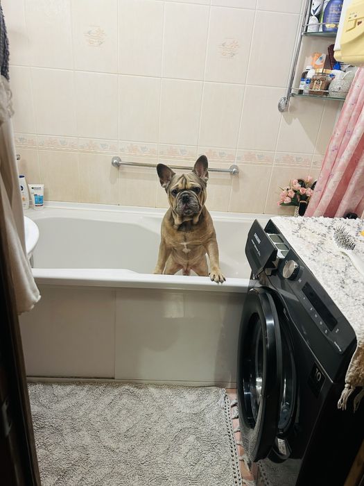 Кобель  Французского бульдога вязка