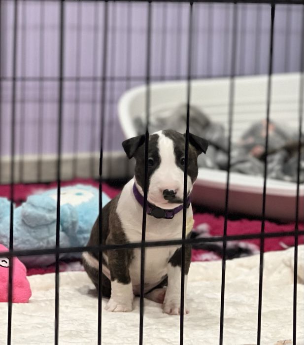 Bulterier Miniaturowy ZKwP FCI- Sunia