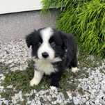 Ostatni piesek Border Collie czarno bialy