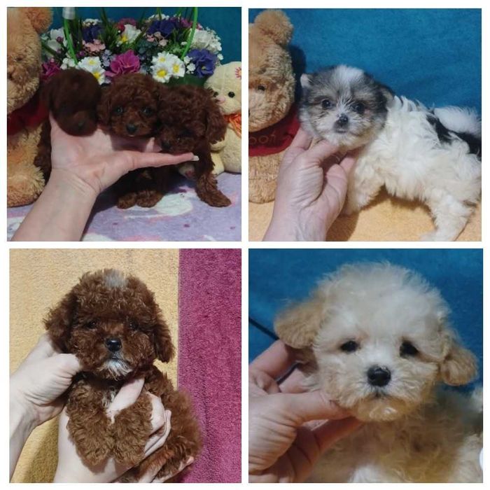 Малыши мальтипу  и той пуделя есть Ред Браун Китай.