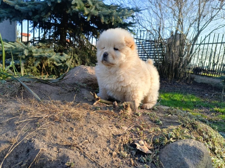 Chow chow szczeniaczek