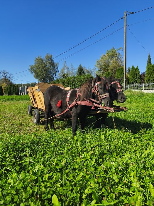 Klacz kucyk źrebna