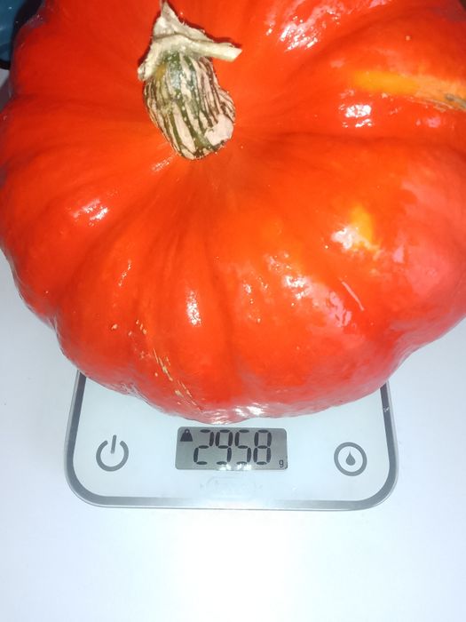 Гарбуз їстівний 15 грн/кг, десертний, мускатний