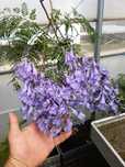 Jacarandá até 3.5metros de altura.