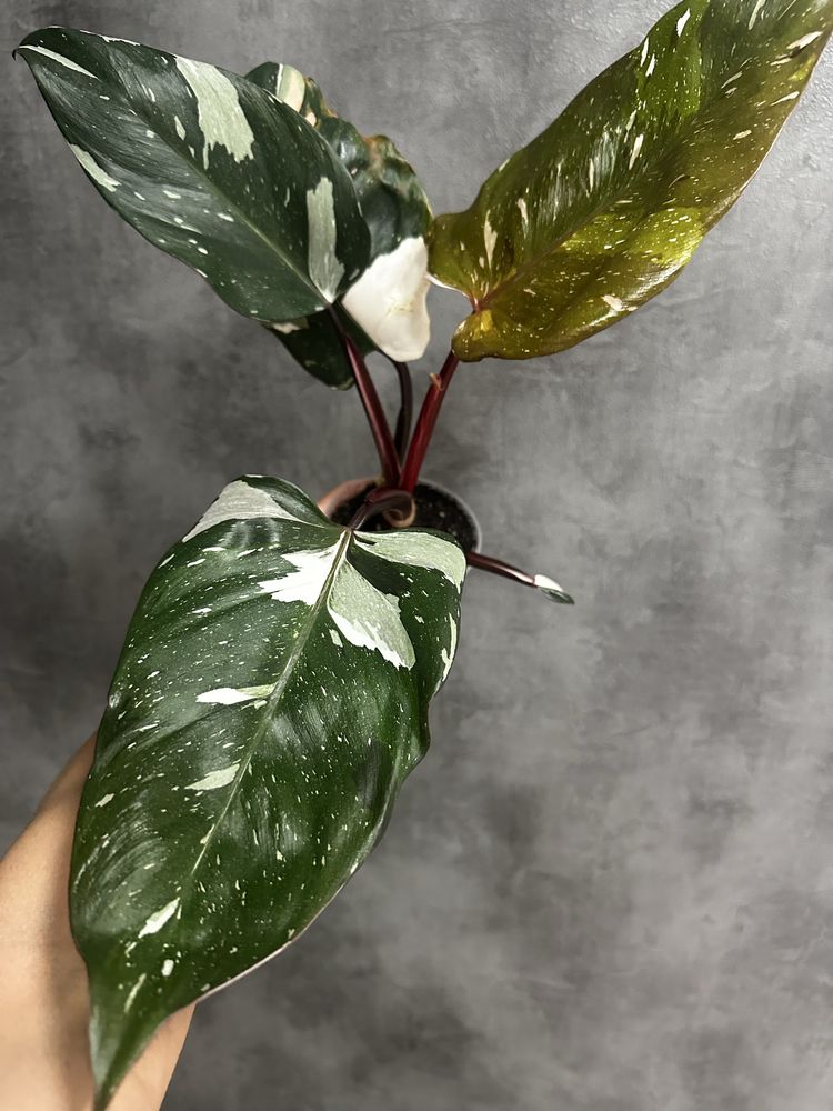 Філодендрон Red Anderson variegated