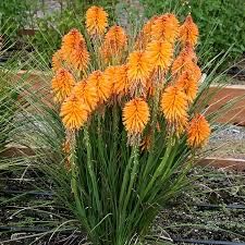 Kniphofia Poco czerwona i pomaranczowa
