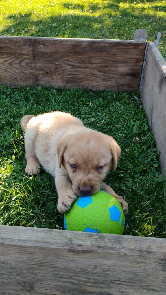 Labrador retriever biszkopt