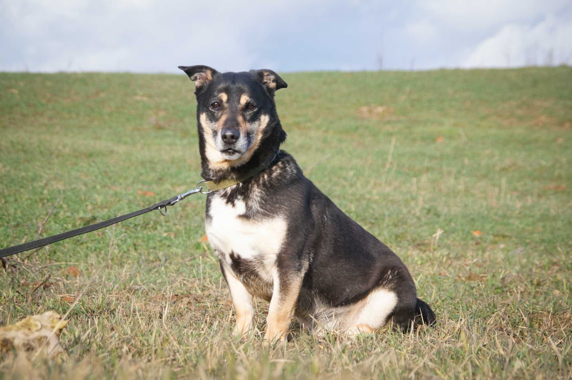 Lubiś - niewielki i uroczy psiak do adopcji.