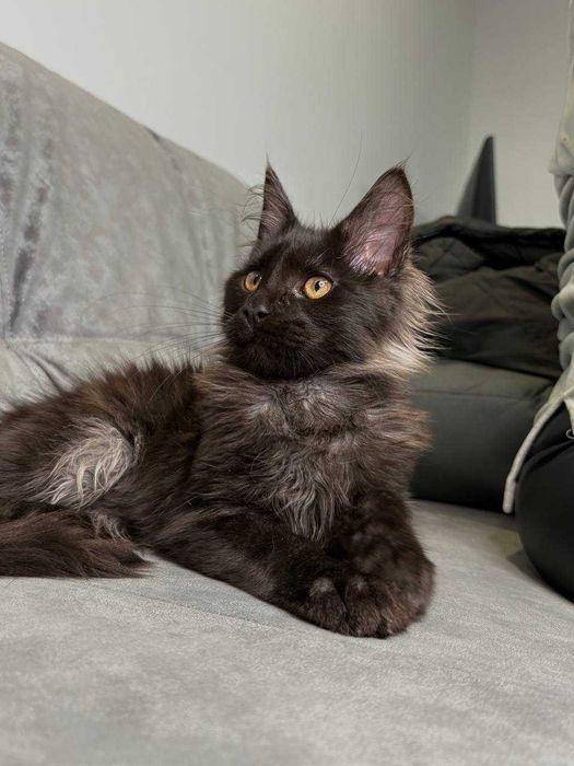 Хлопчик мейн-кун неймовірно чорного кольору зі всіма документами WCF