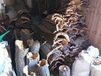 CORTIÇAS em Almodôvar