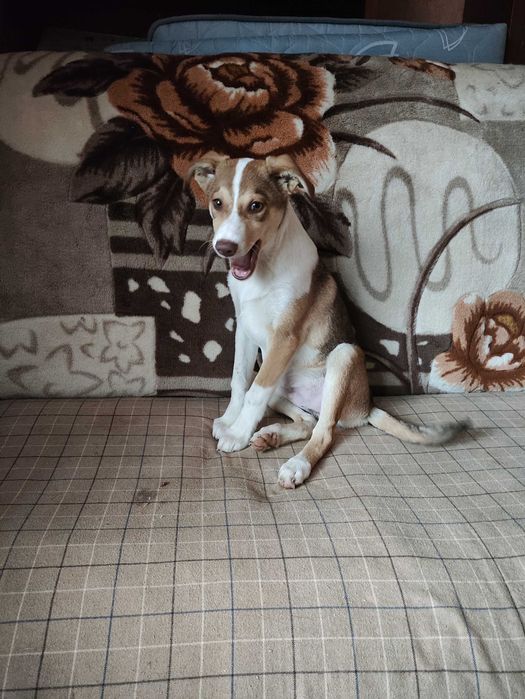 Цуценята (щенки) собаки