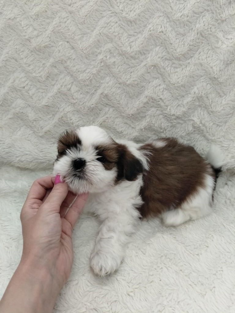 Piękny piesek shih TZU gotowy do odbioru