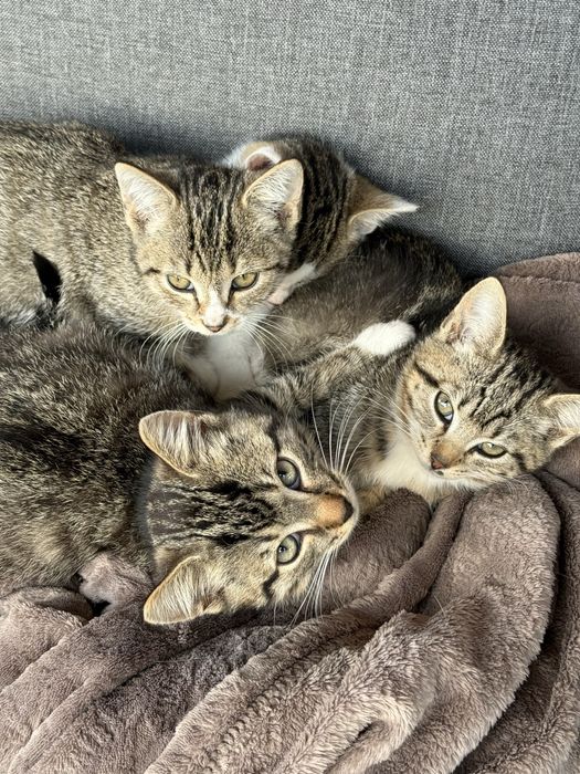 Oddam w dobre ręce 4 małe kotki - okolice Przywidza